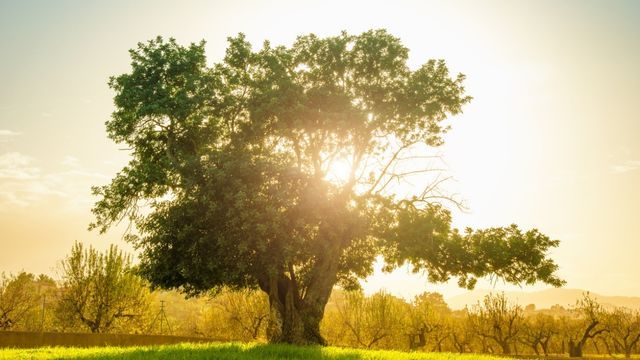 cuidados arbol algarrobo