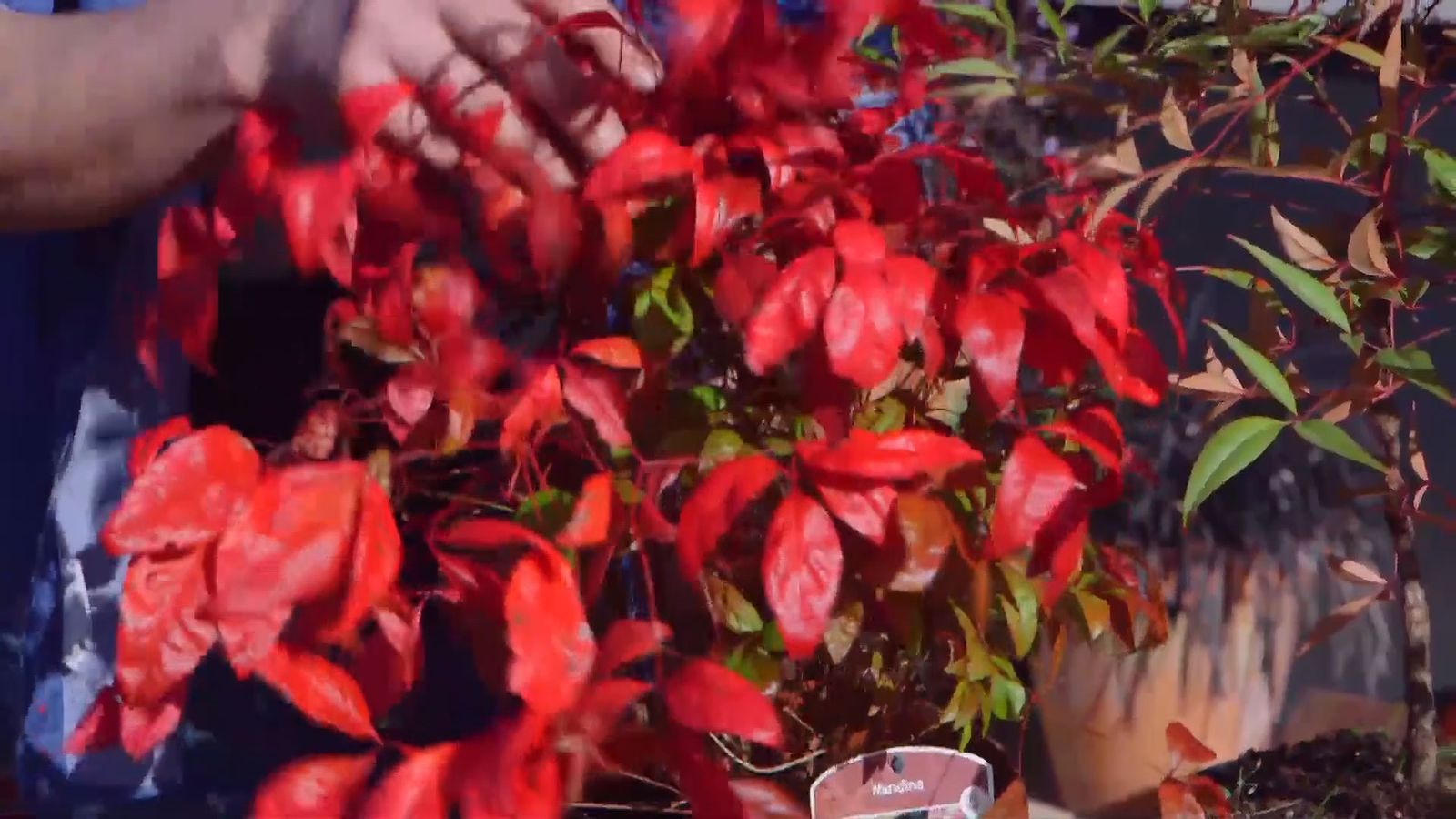 brico 937 3 variedades nandinas fire power