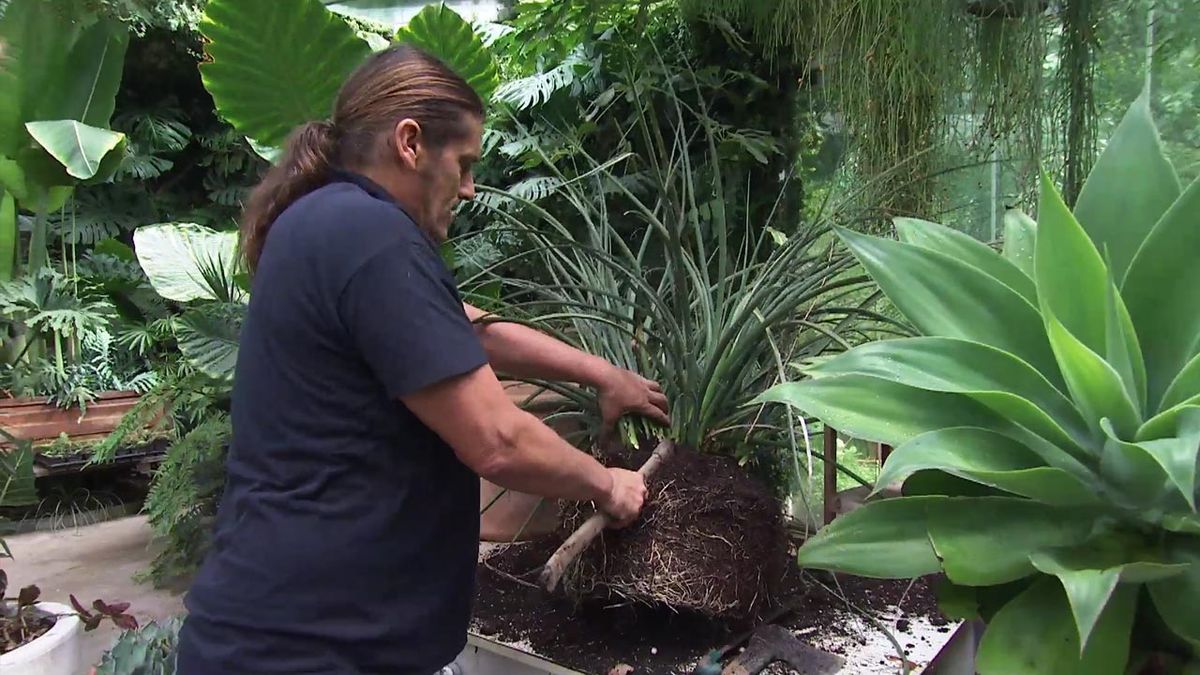 deco 780 jardin multiplicar agaves o piteras division de mata