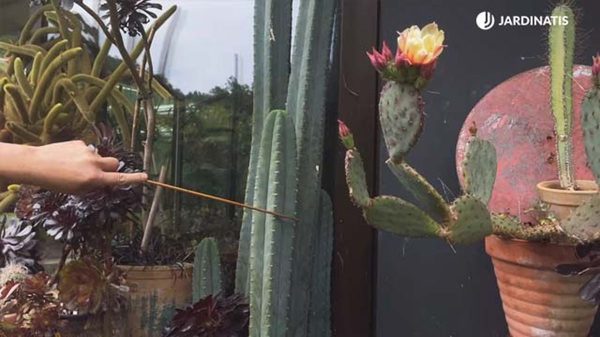 cactus de san pedro echinopsis pachanoi coleccion inigo segurola jardinatis