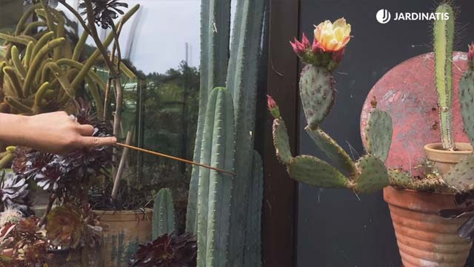 cactus de san pedro echinopsis pachanoi coleccion inigo segurola jardinatis