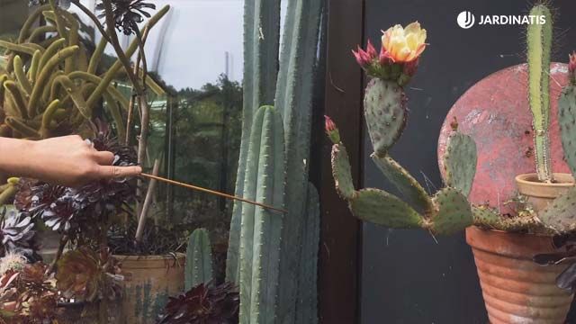 cactus de san pedro echinopsis pachanoi coleccion inigo segurola jardinatis