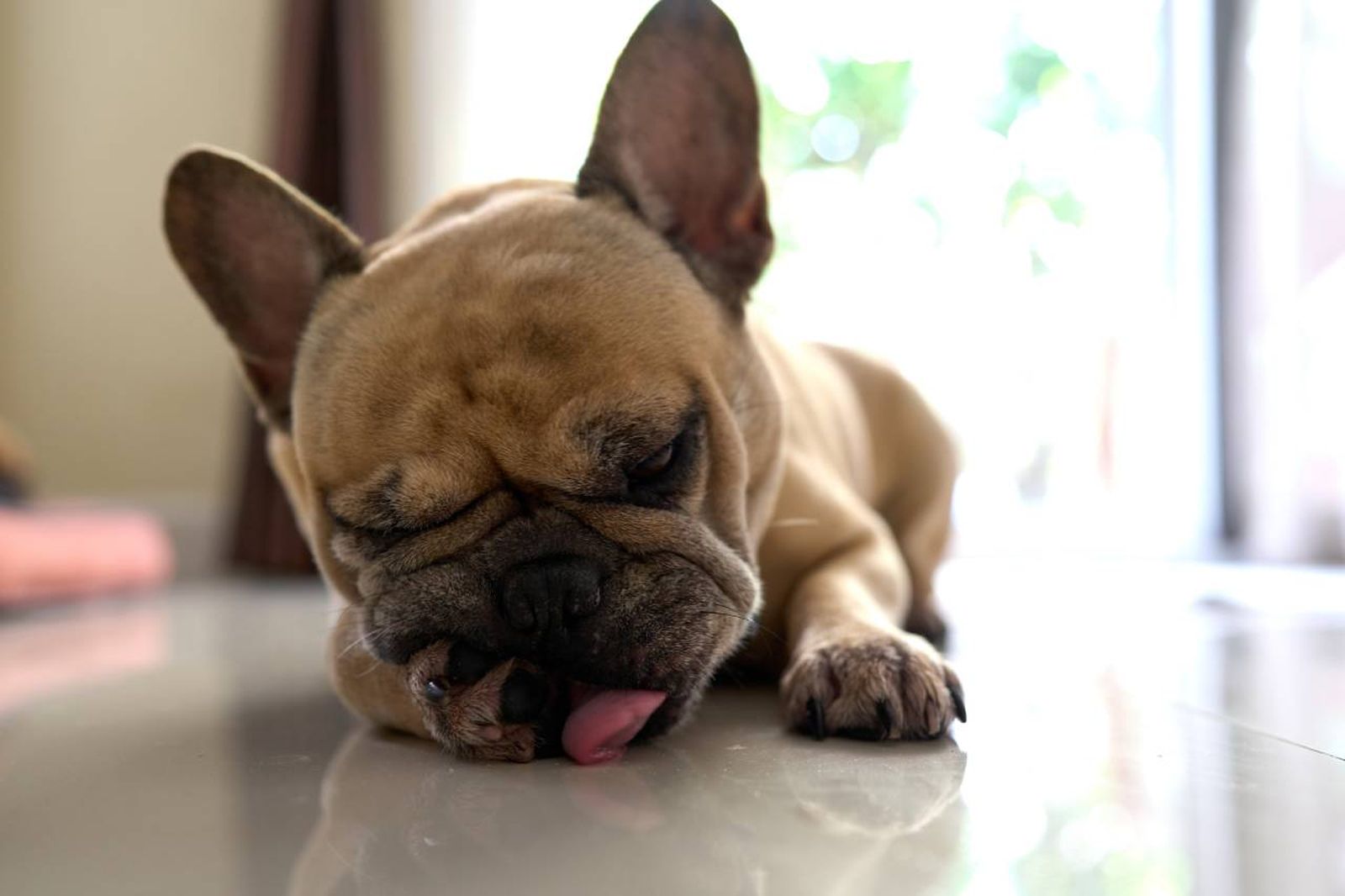 Es fundamental que acudas al veterinario para obtener un diagnóstico preciso.