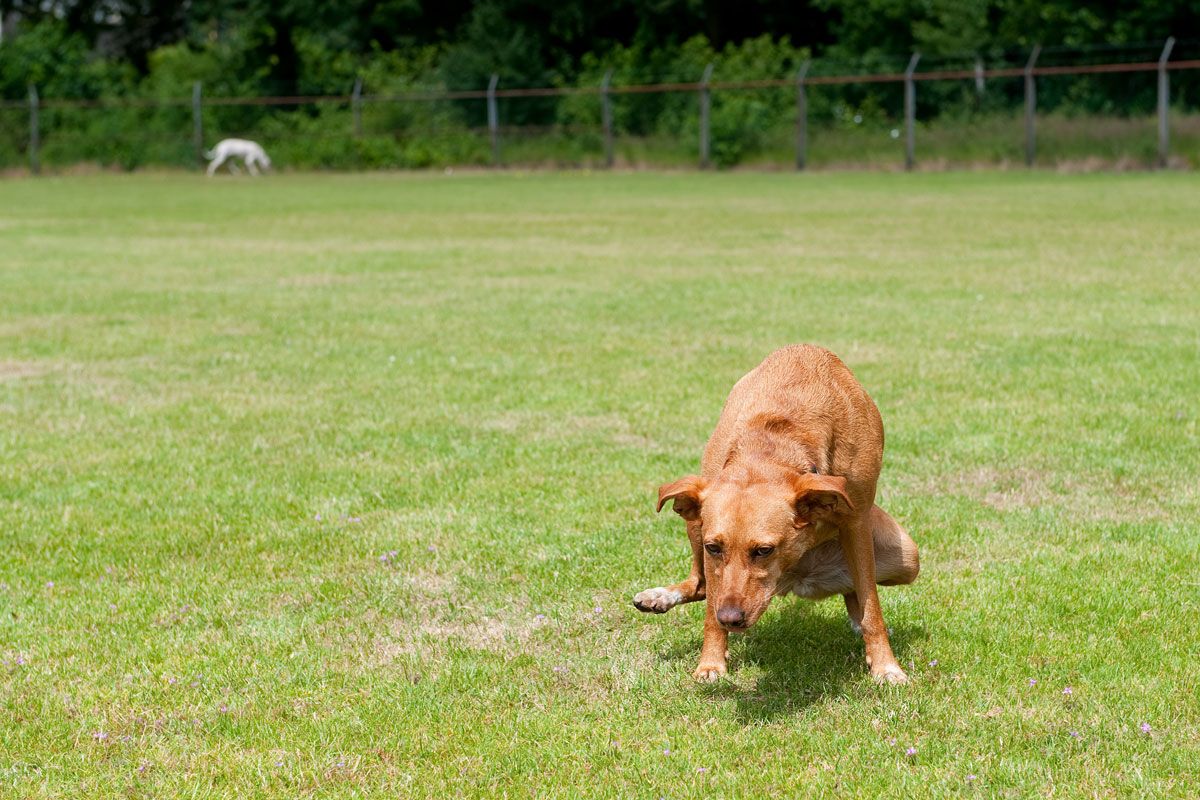 esterilizacion perra 2 xl