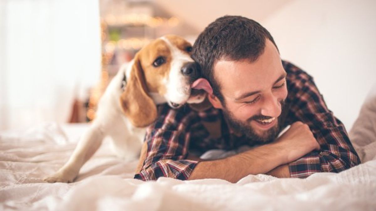 por que lamen los perros 3