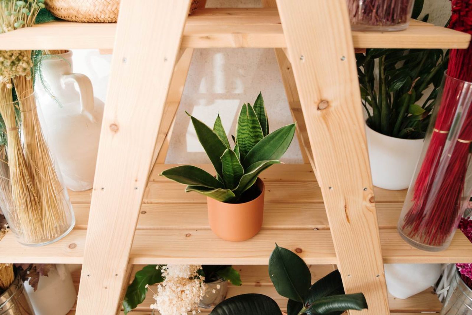 Rodéate de plantas que te suban el ánimo.