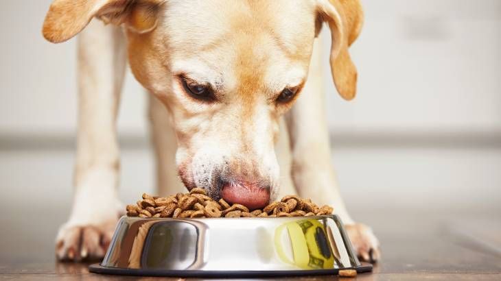 problemas digestivos labradores sintomas
