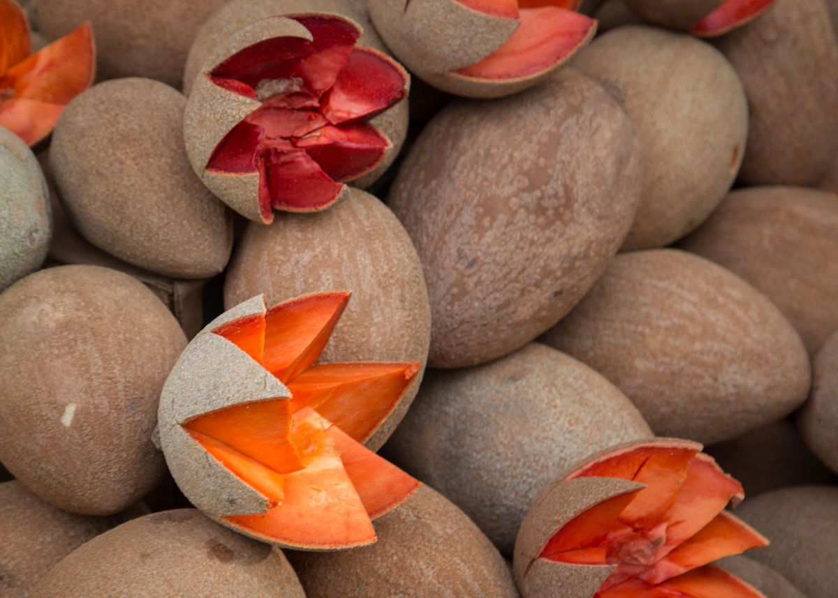 zapote muy utilizado en belleza