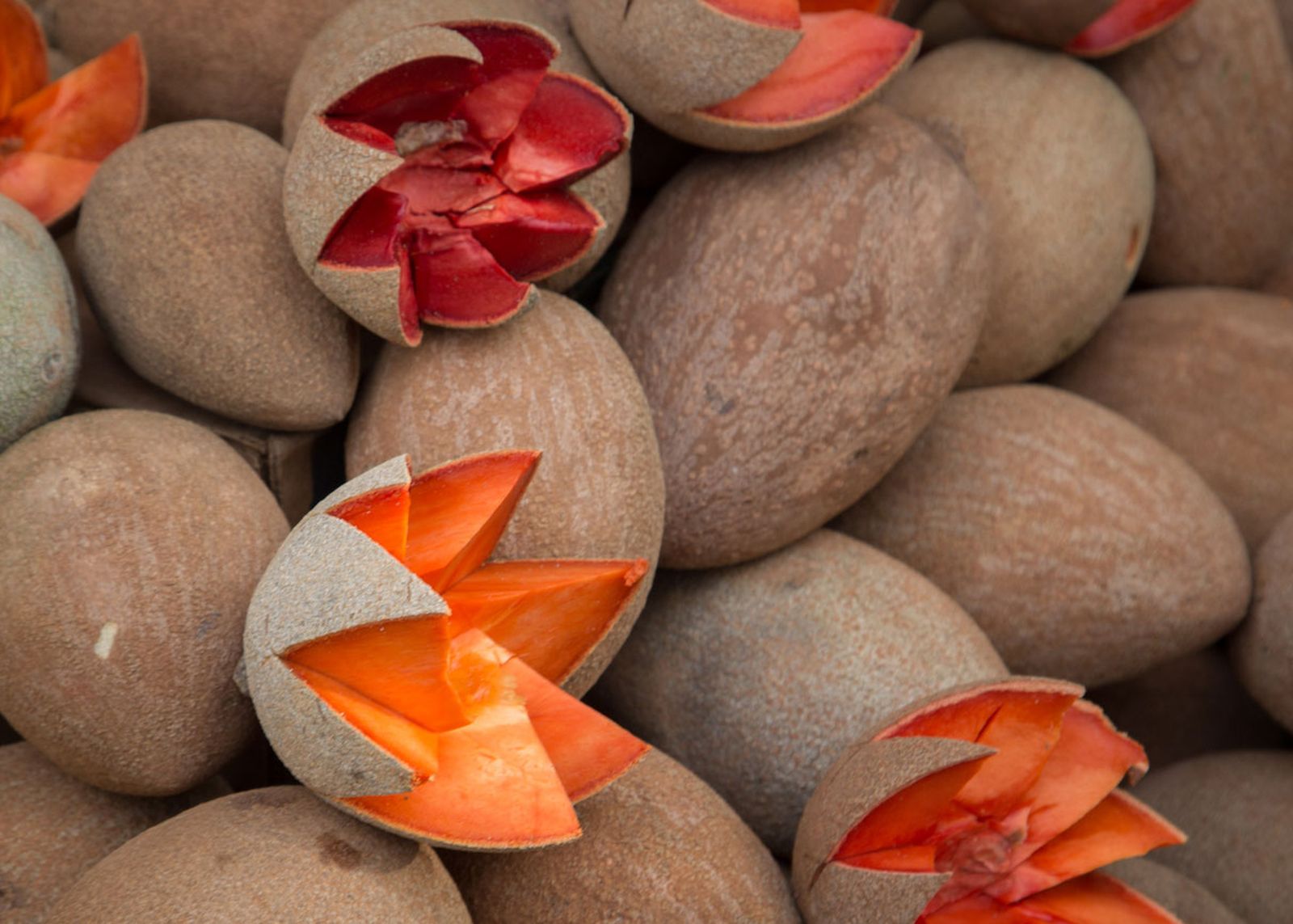 zapote muy utilizado en belleza