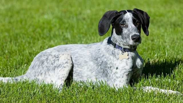 perro eurohound 2