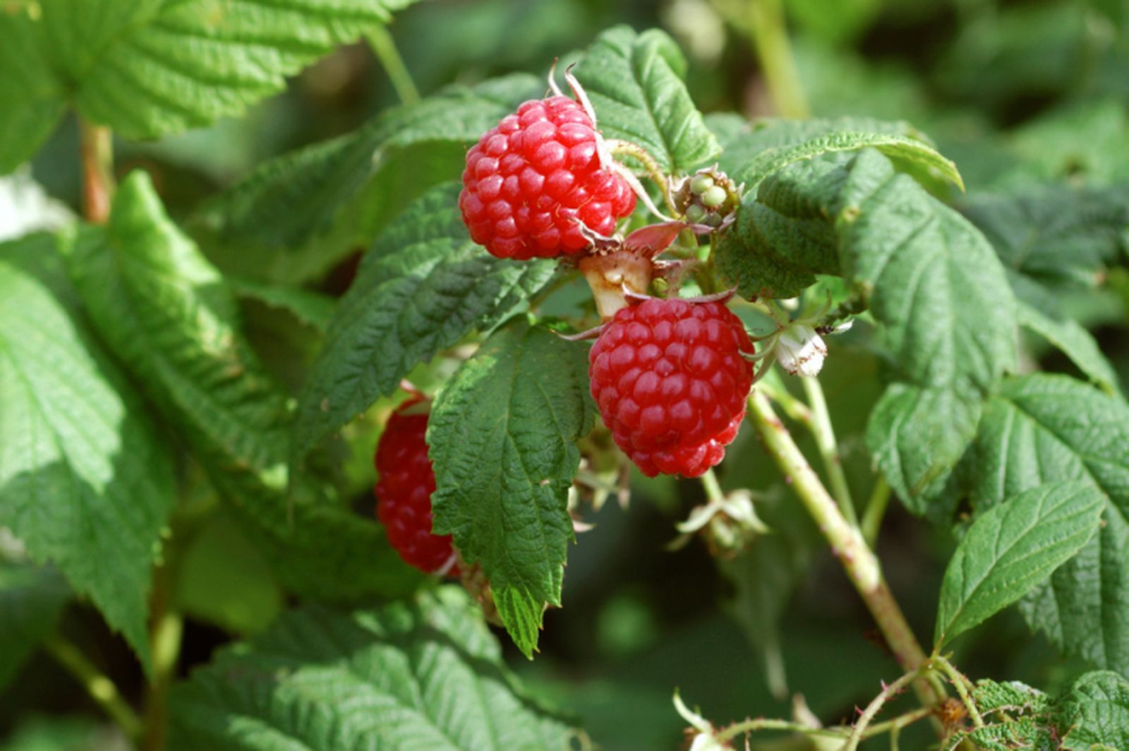 Podar y entutorar el frambueso