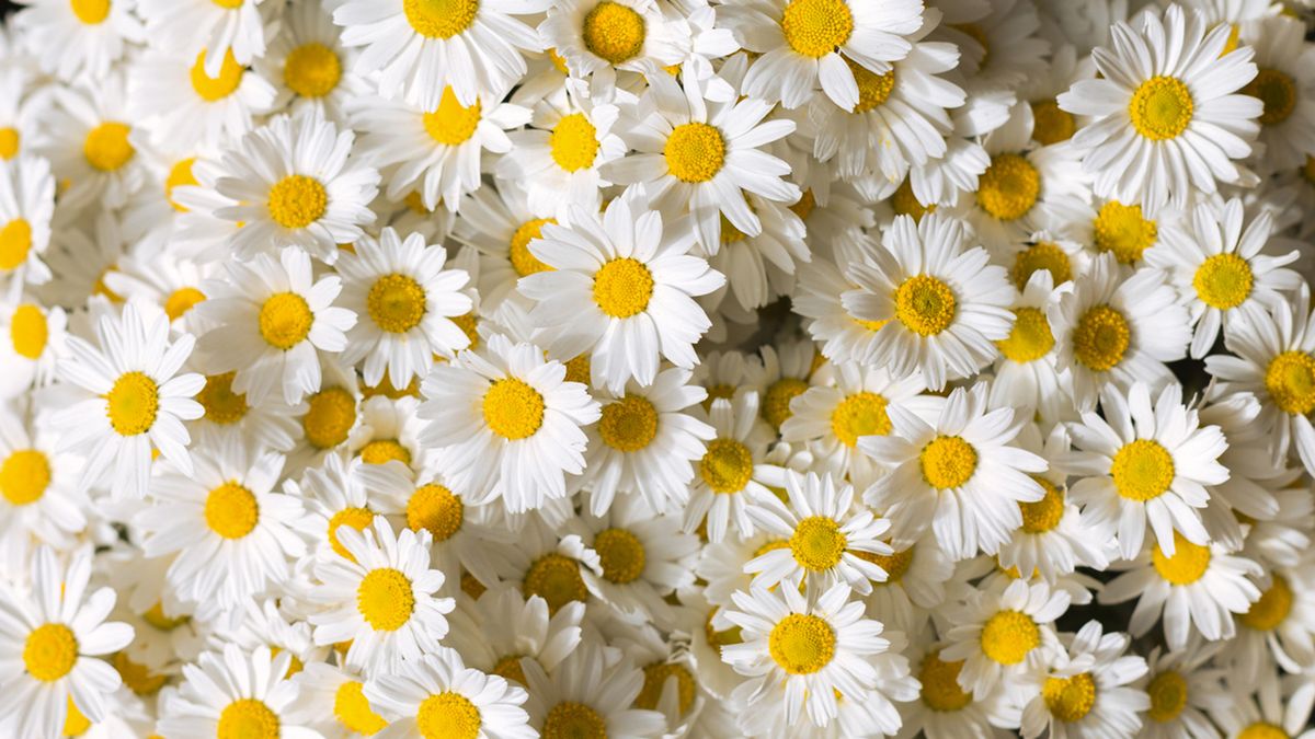 regalar margaritas blancas