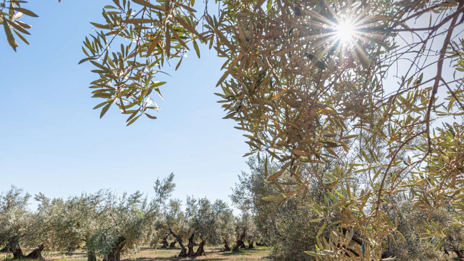 Unos olivares al atardecer en Andalucía