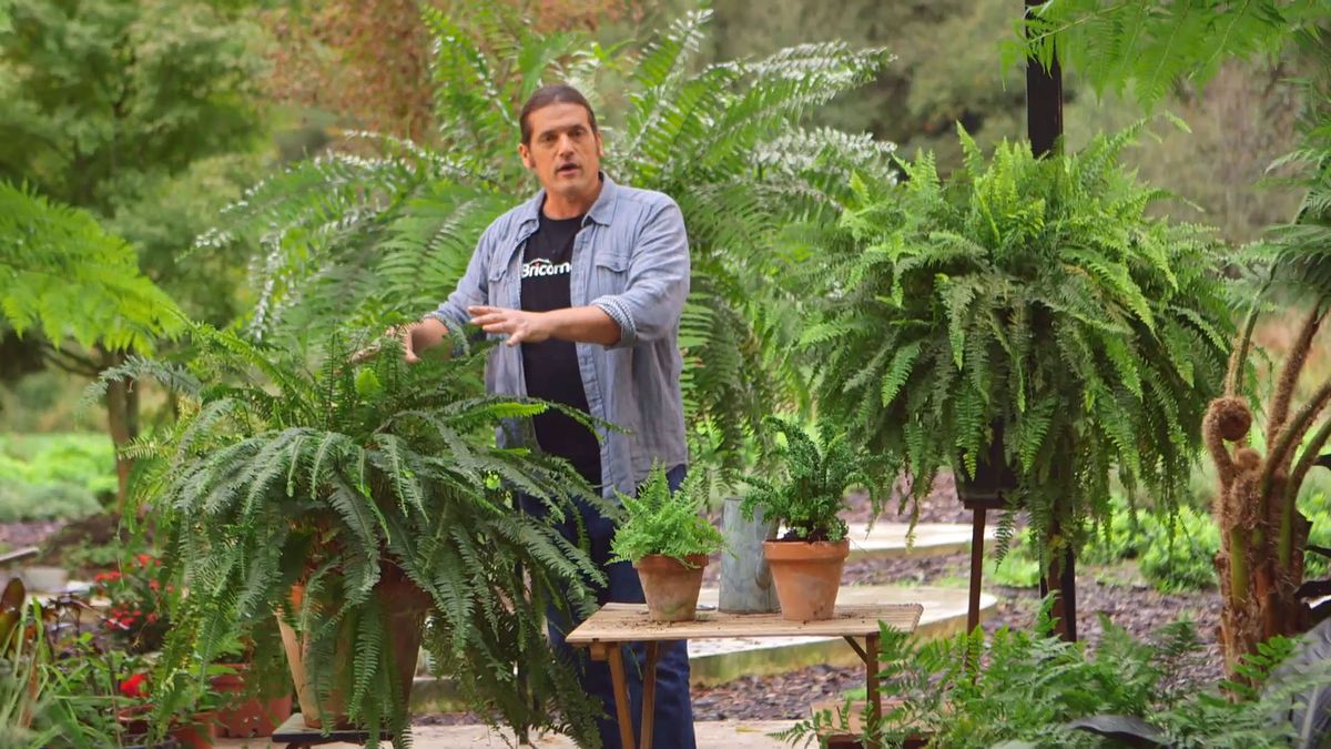 brico 930 3 variedades helechos nephrolepis inicio