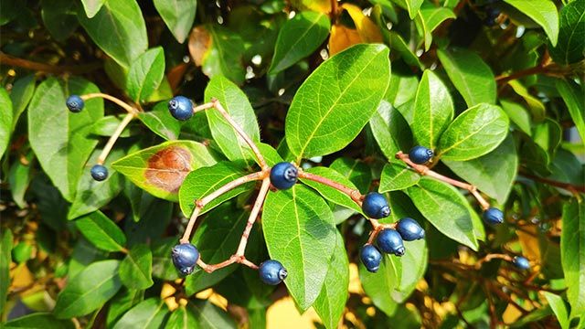 frutos del arbusto durillo