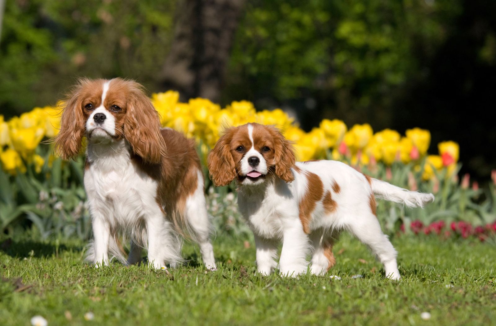 cavalier king charles spaniel xl