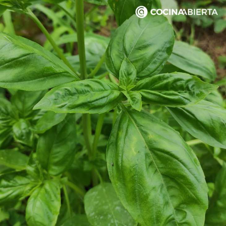 albahaca