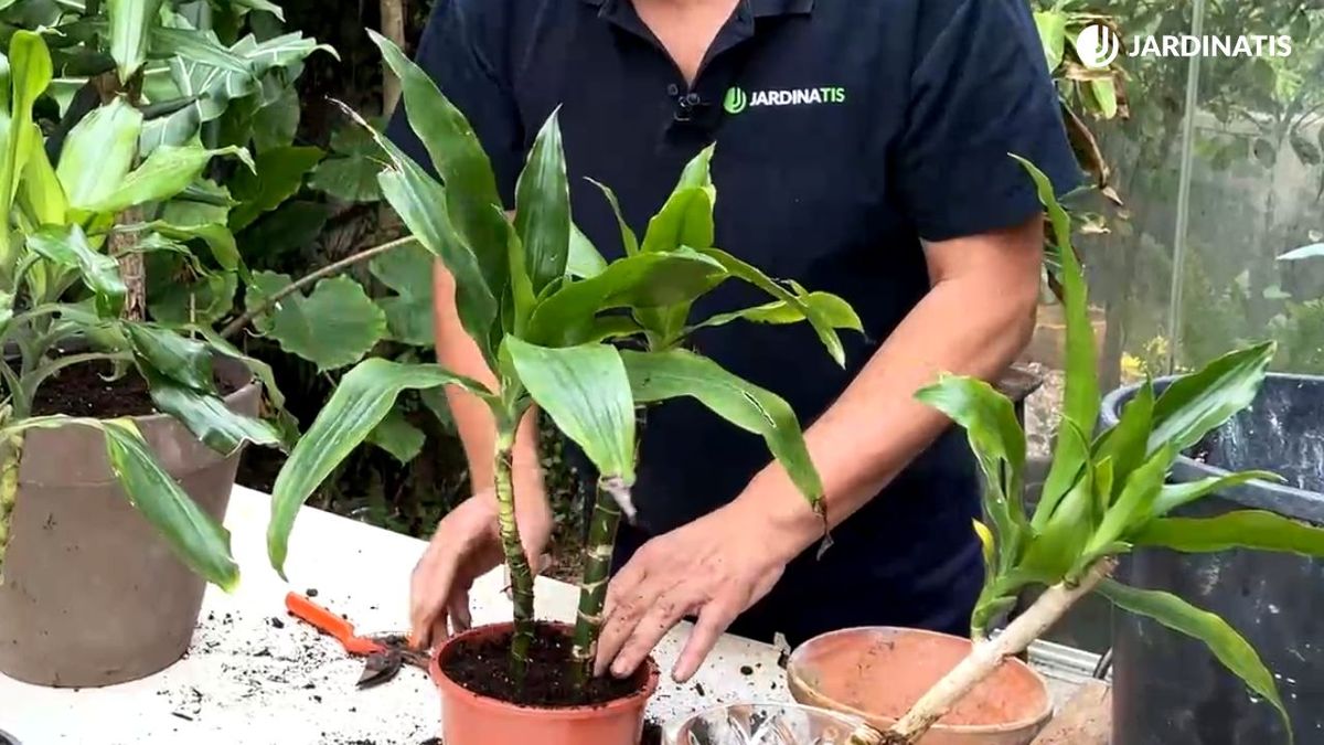 tronco de brasil dracena fragans palo de brasil jardinatis 23 37