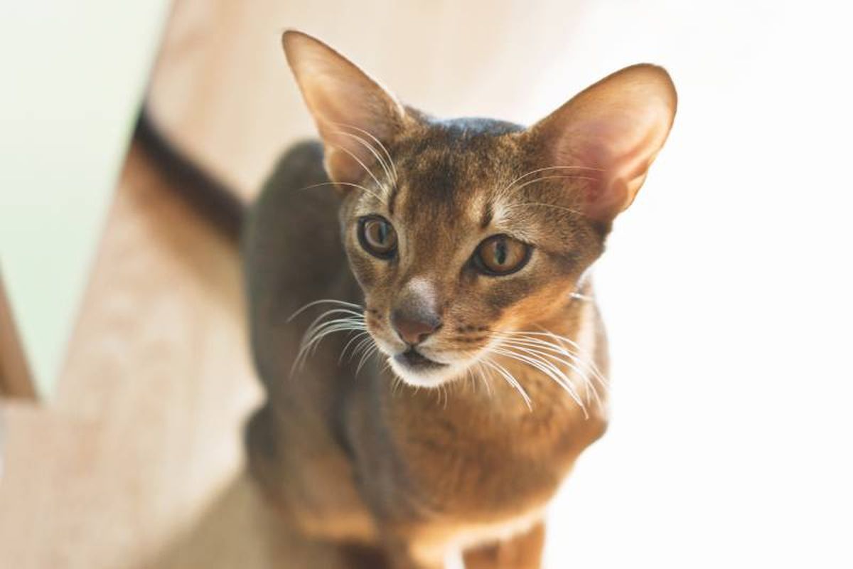 Este felino es popular por su naturaleza activa, curiosa y sociable.