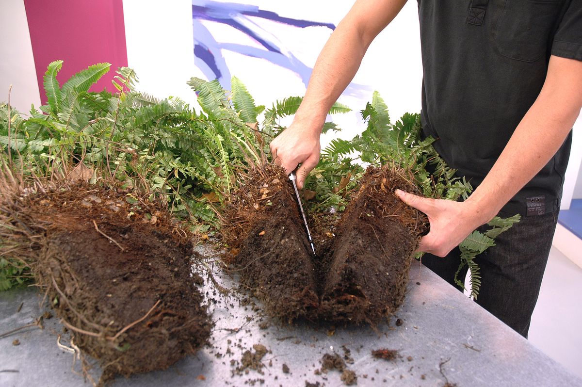 Composición con helechos y esparragueras p2