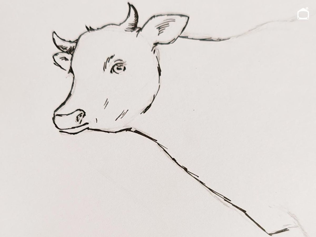 Dibujo de una vaca realista a bolígrafo.