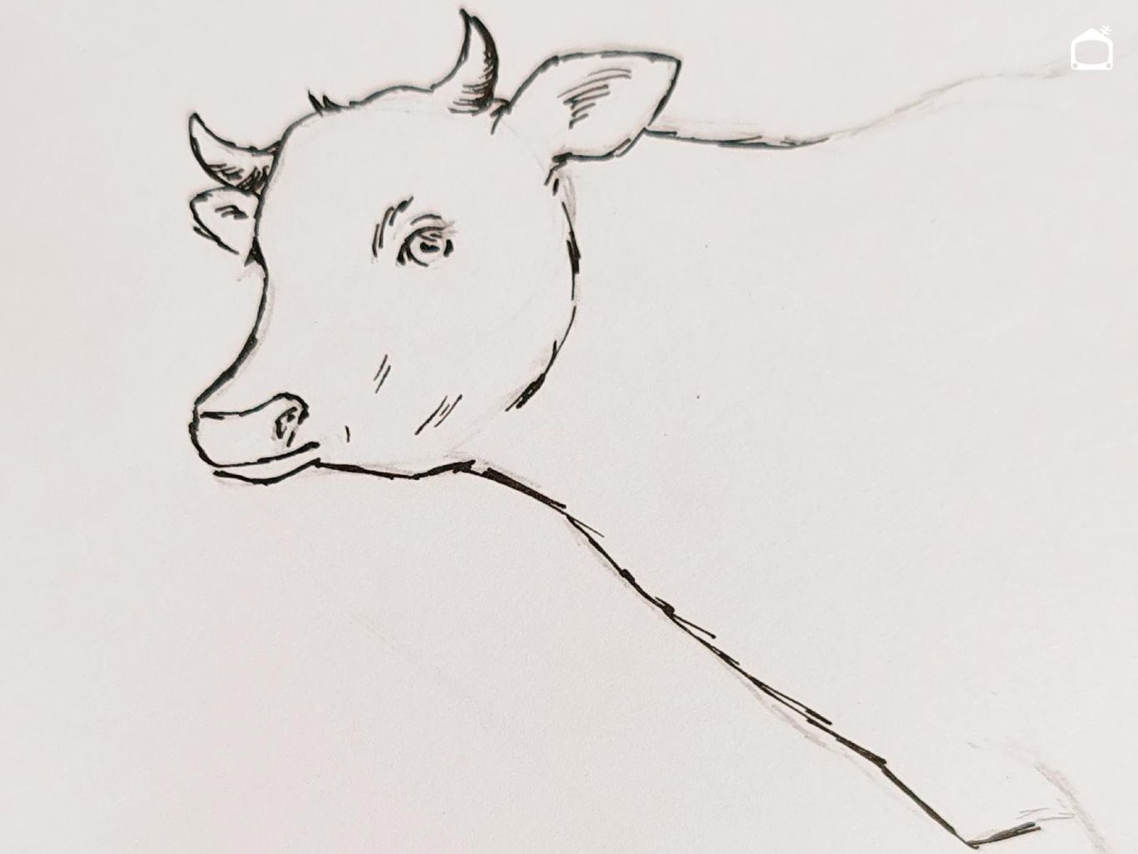 Dibujo de una vaca realista a bolígrafo.