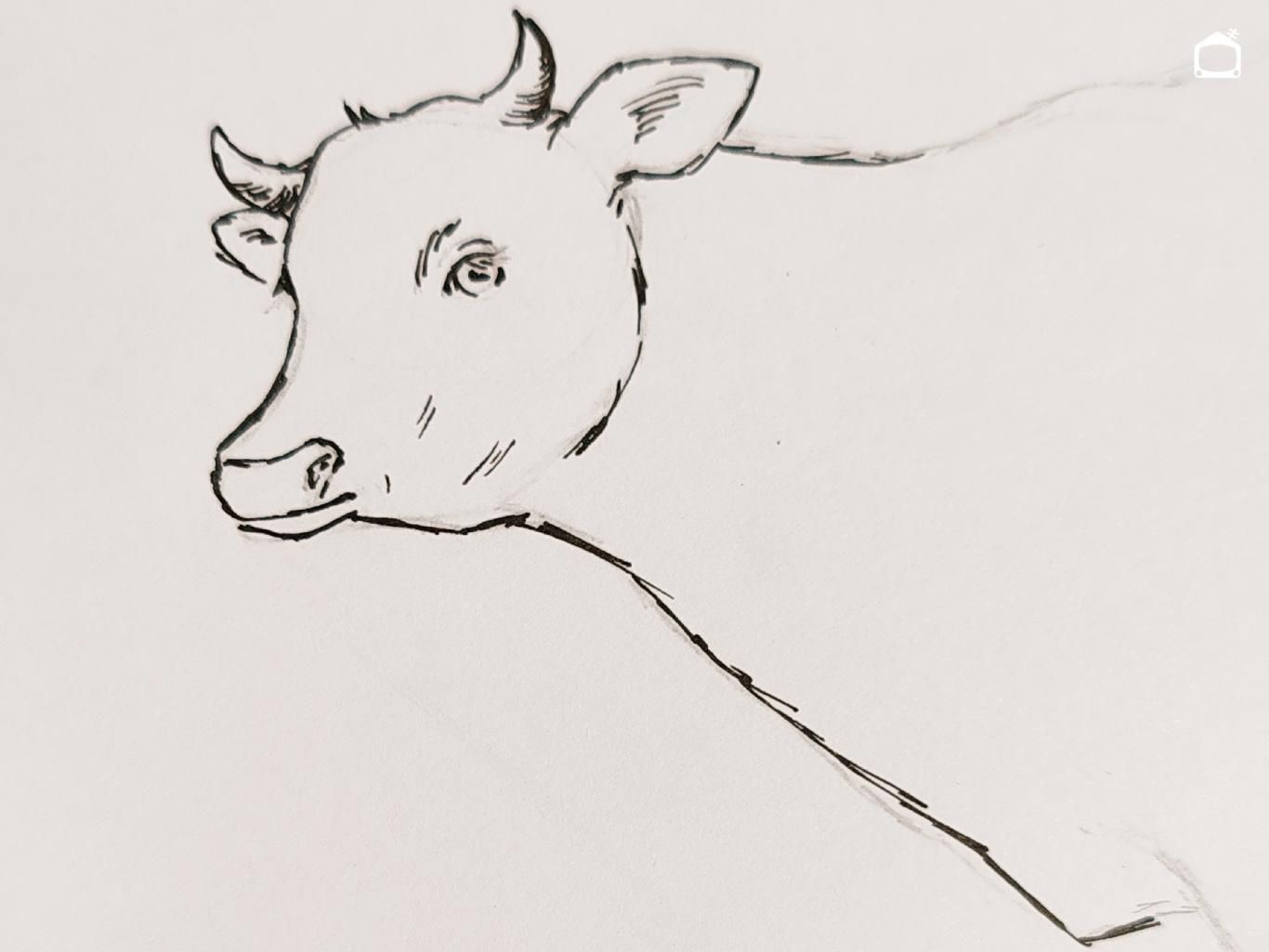 Dibujo de una vaca realista a bolígrafo.