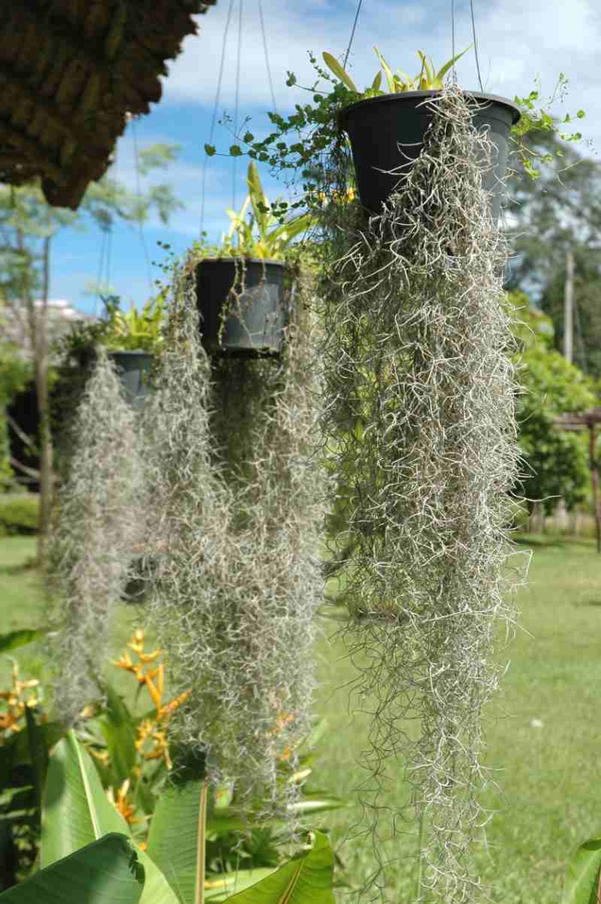 Cortina vegetal de Tillandsia usneoides