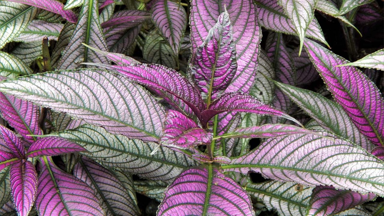 planta strobilanthes dyerianus