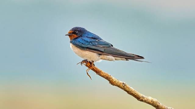 golondrina (1)