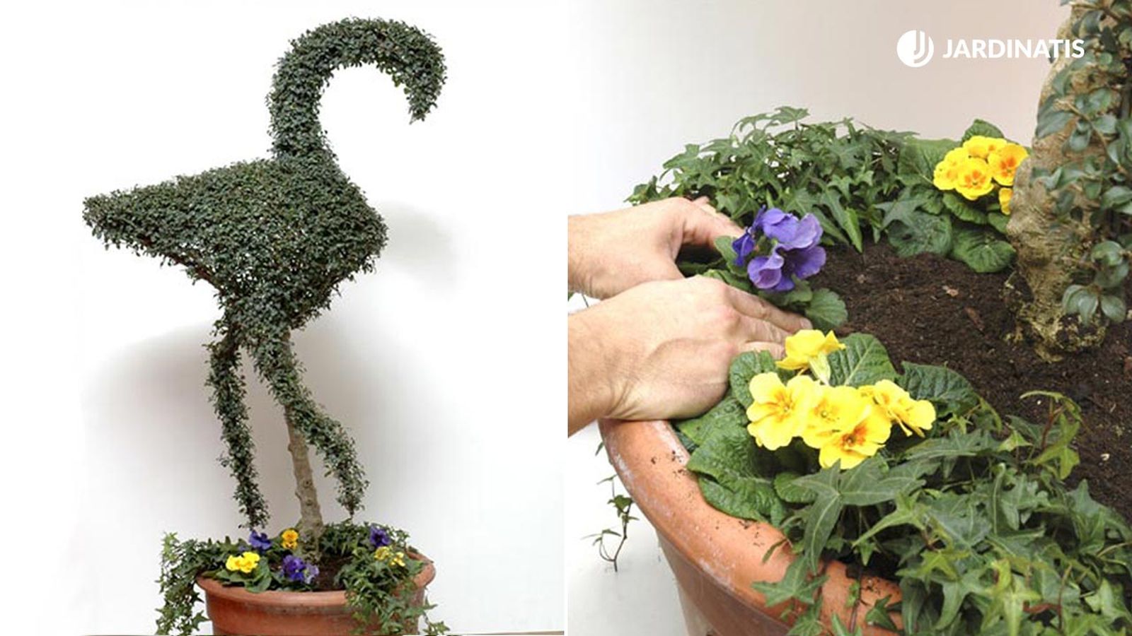 composicion topiaria flamenco con aligustre deco 178 xl