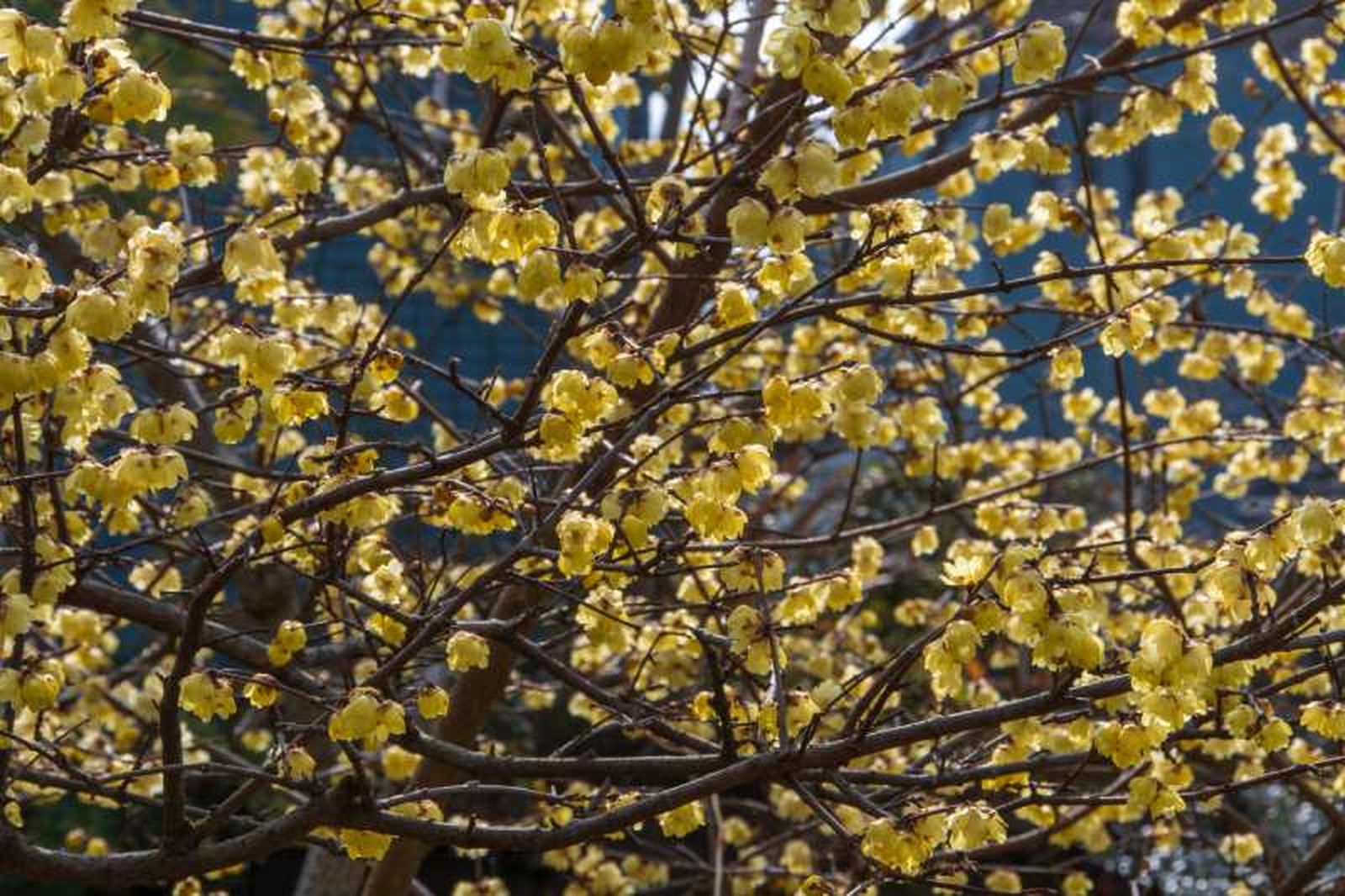 Arbutus unedo.