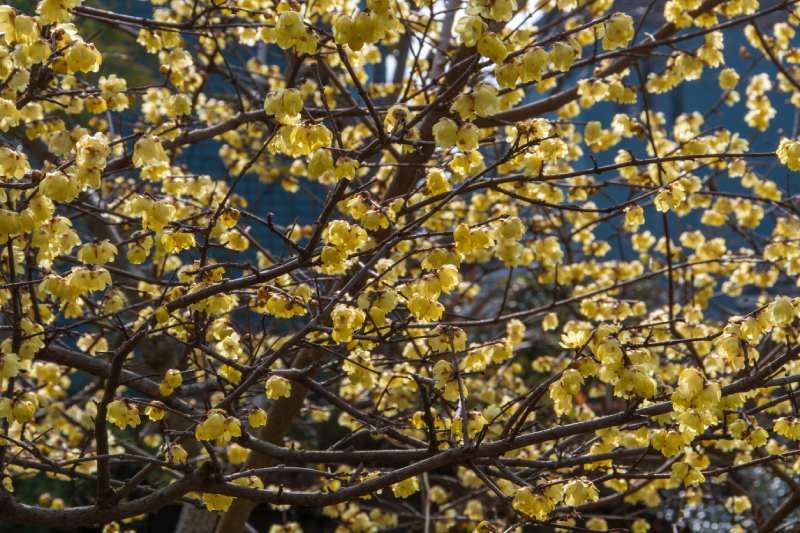 Arbutus unedo.
