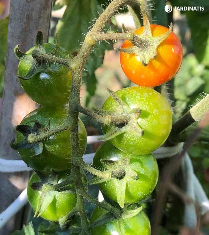 Evolución del color de los tomates cherry en la planta