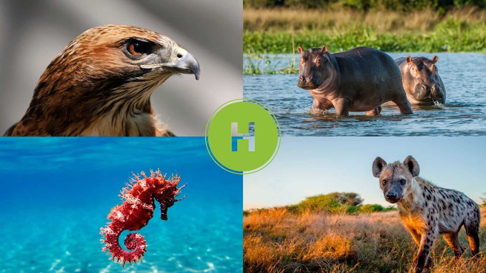 animales que empiezan por h