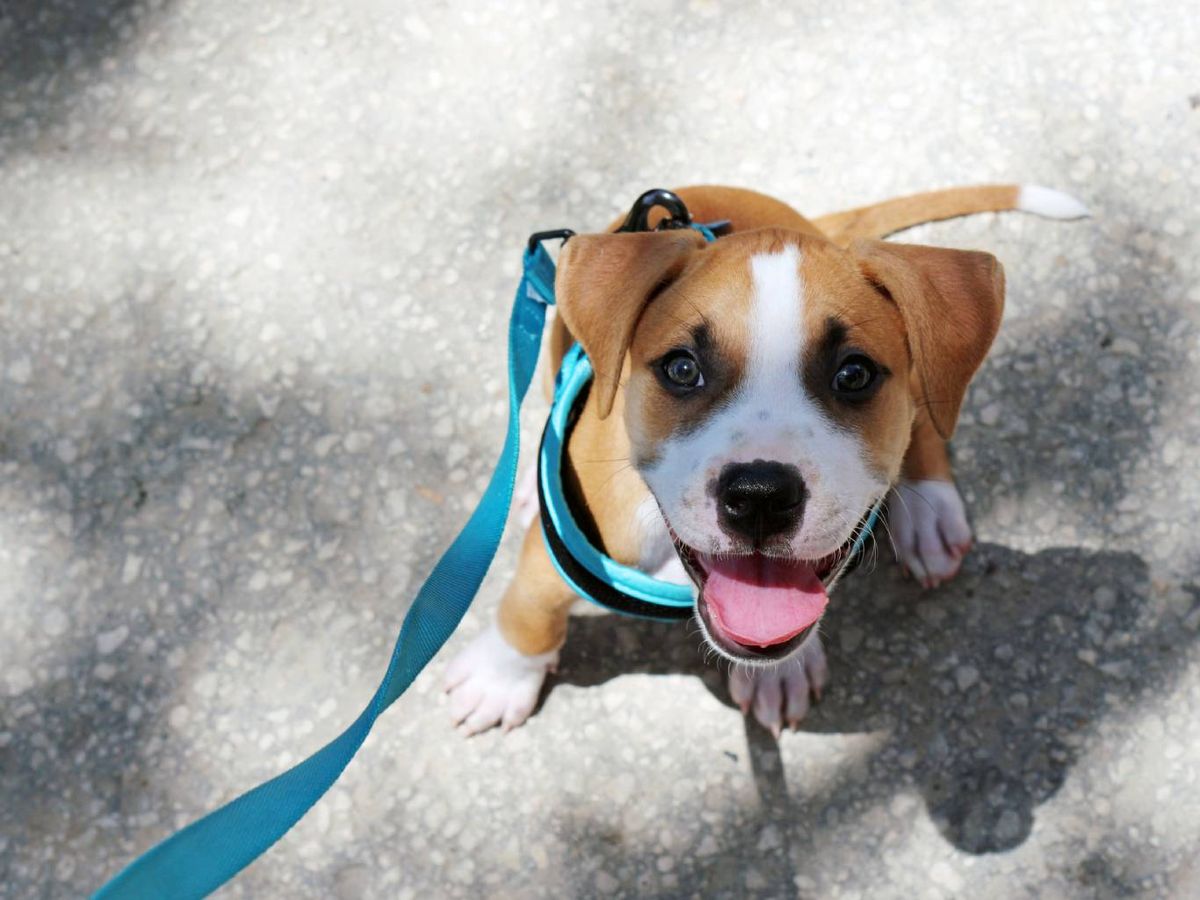 Será clave consultar con un veterinario con el fin de asegurarse.