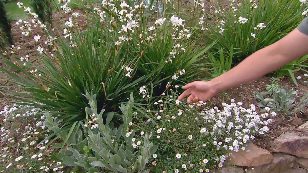deco 619 plantas de flores blancas para el jardin margarita alysum