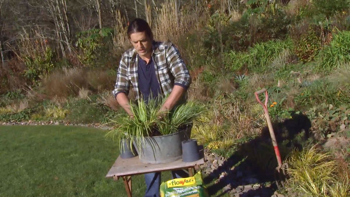 Decogarden 0642 acorus gramineus composicion