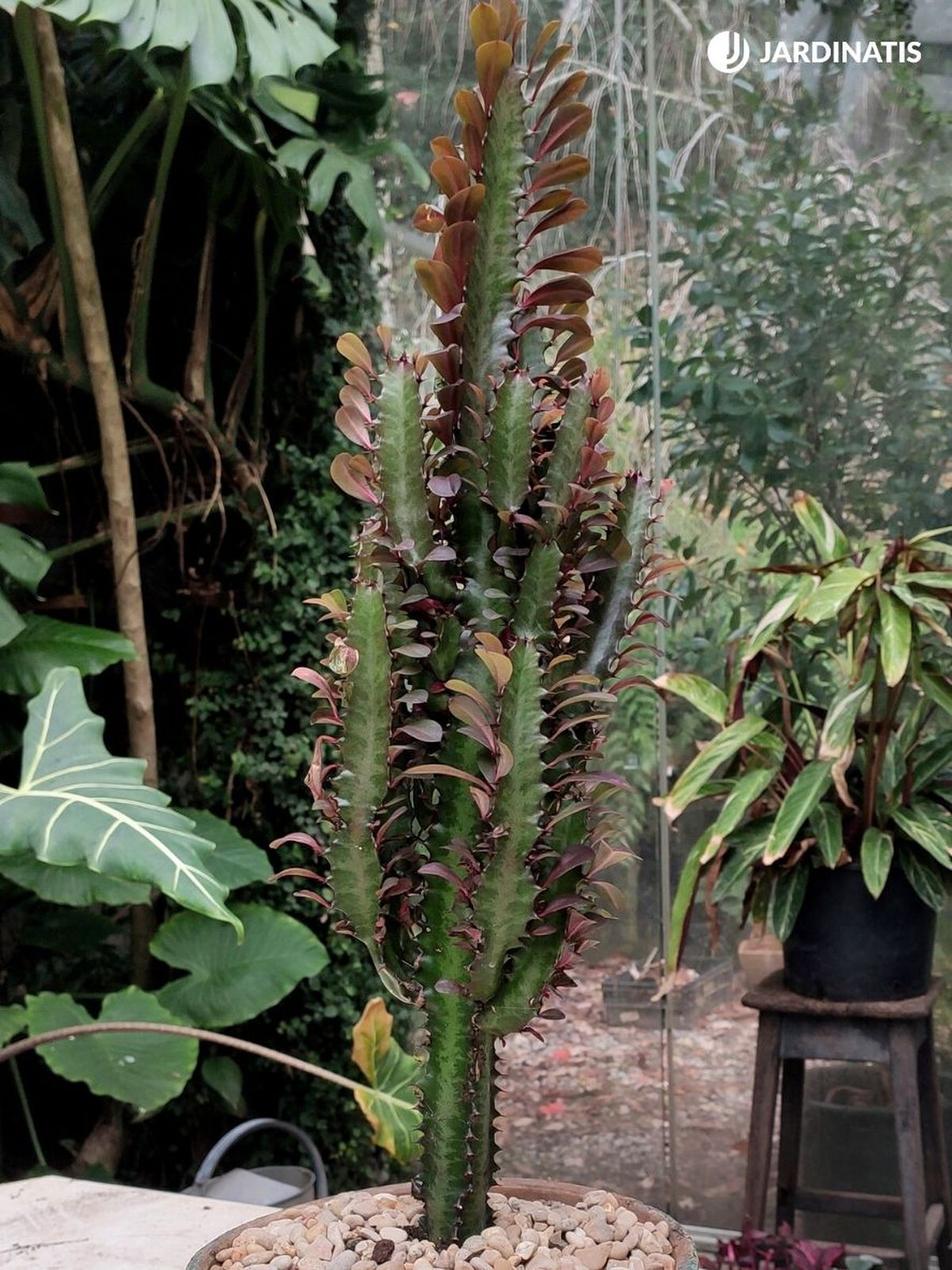 Euphorbia trigona rubra