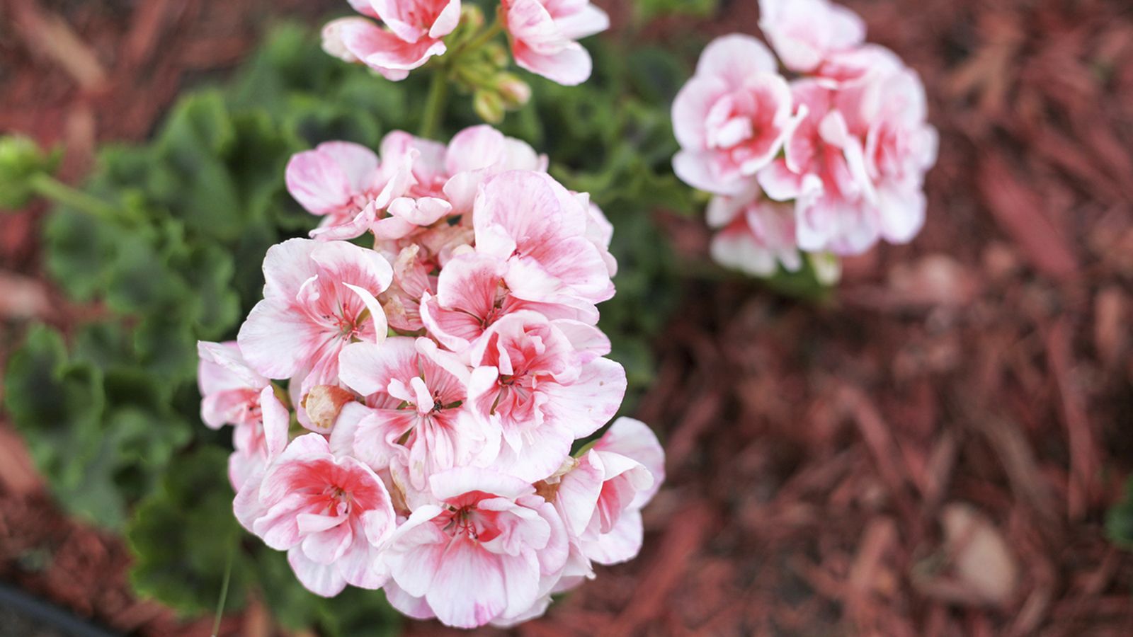 mejor abono geranios