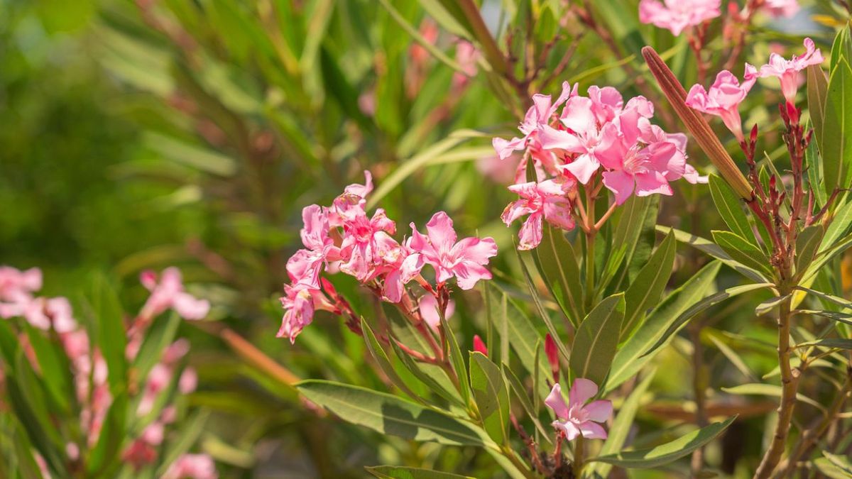arbusto adelfa caracteristicas cuidados