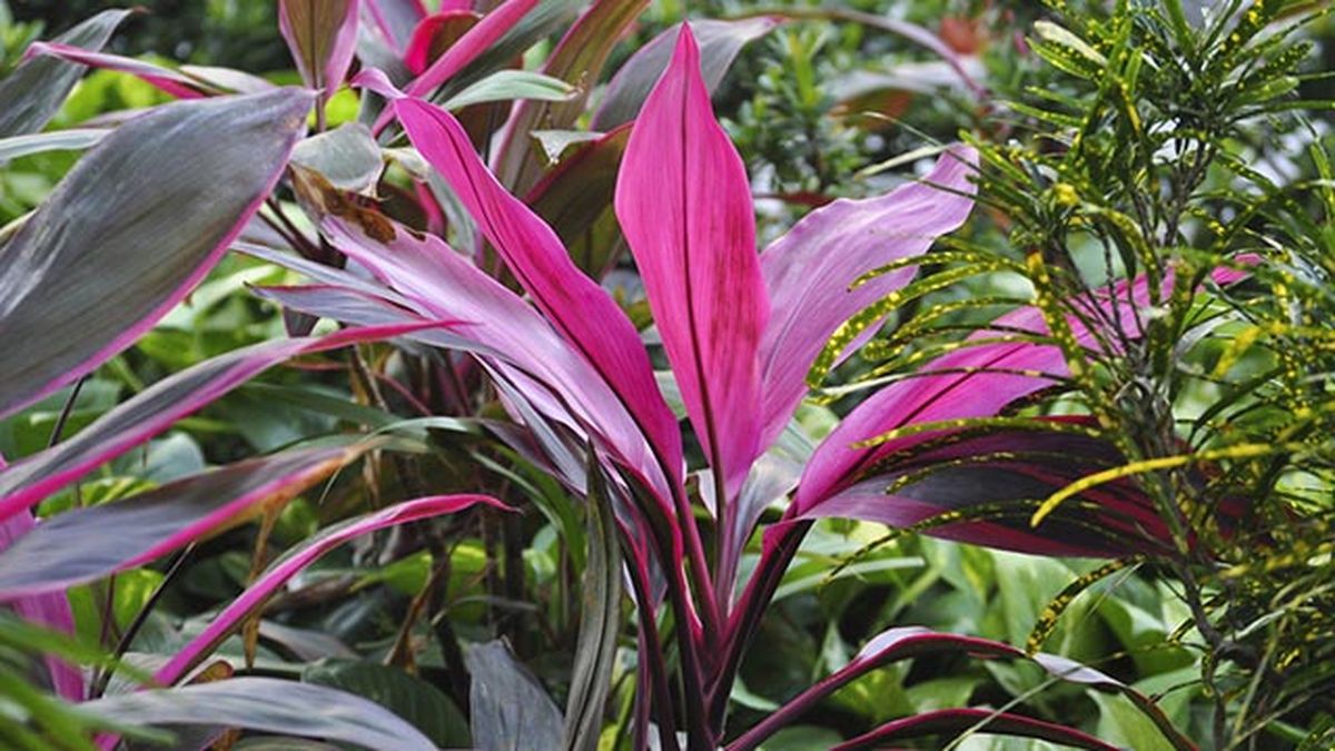 Cordyline fructicosa