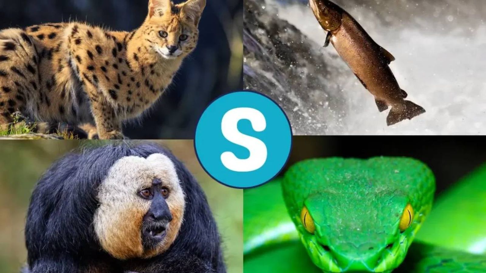 animales que empiezan por s (1)