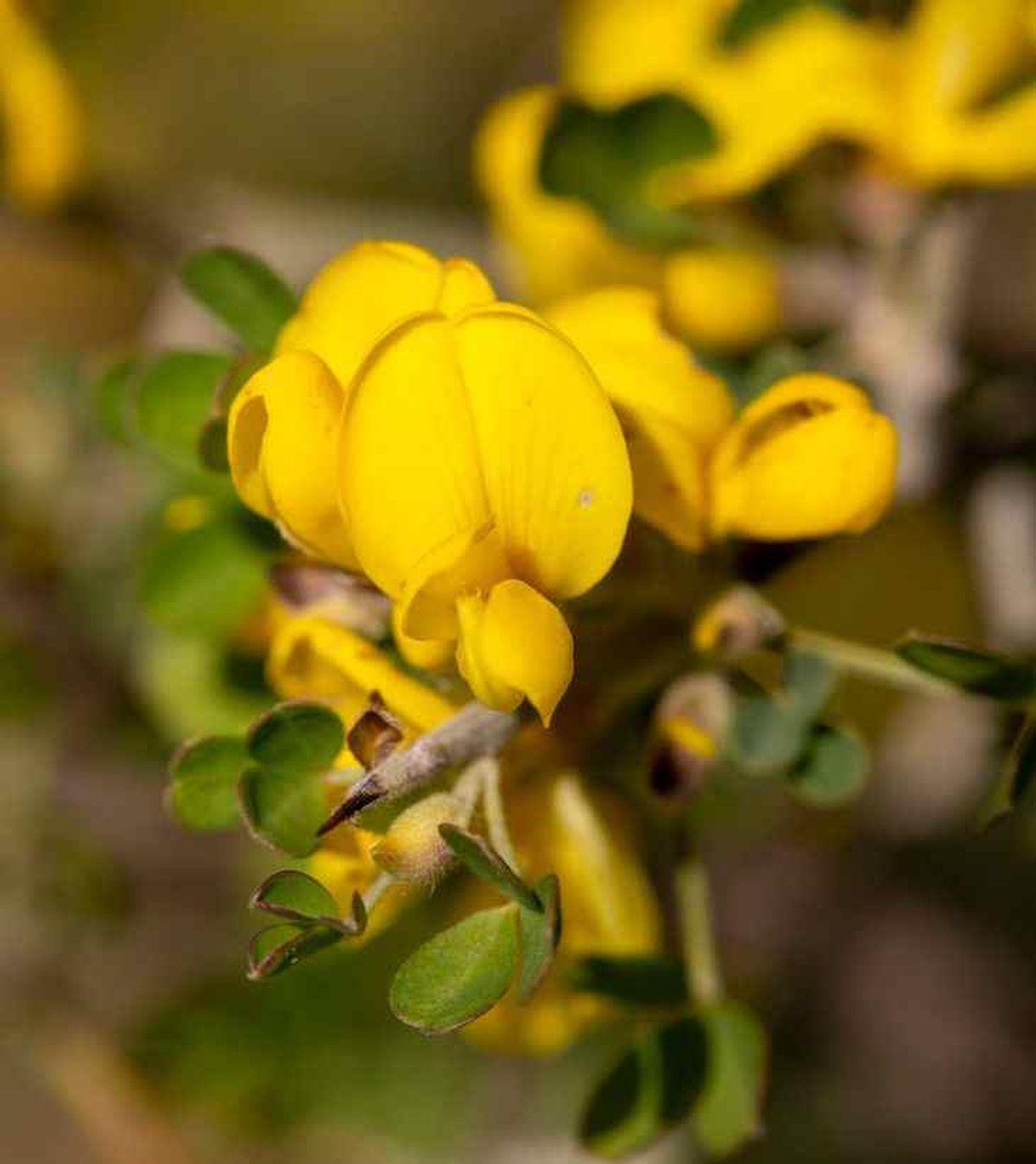 aliaga genista scorpius detalle flor amarilla