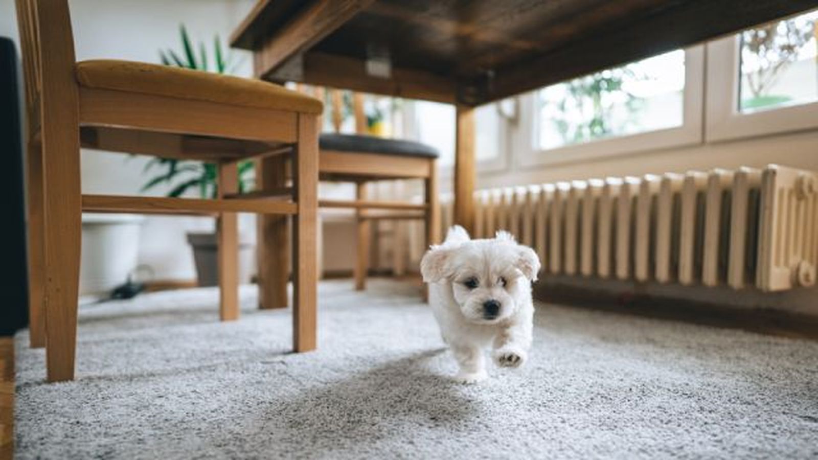 bichon maltes 10