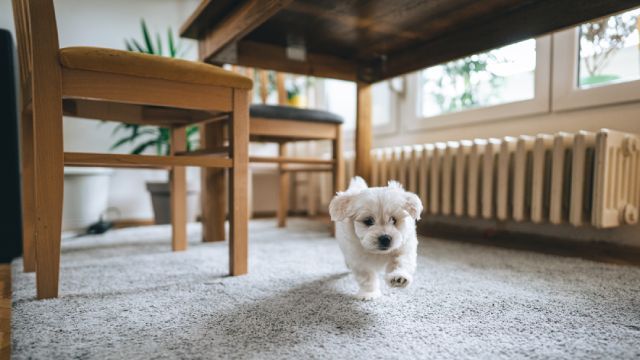 bichon maltes 10