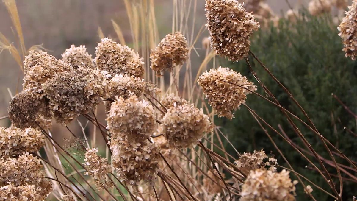 982 poda hortensias sol