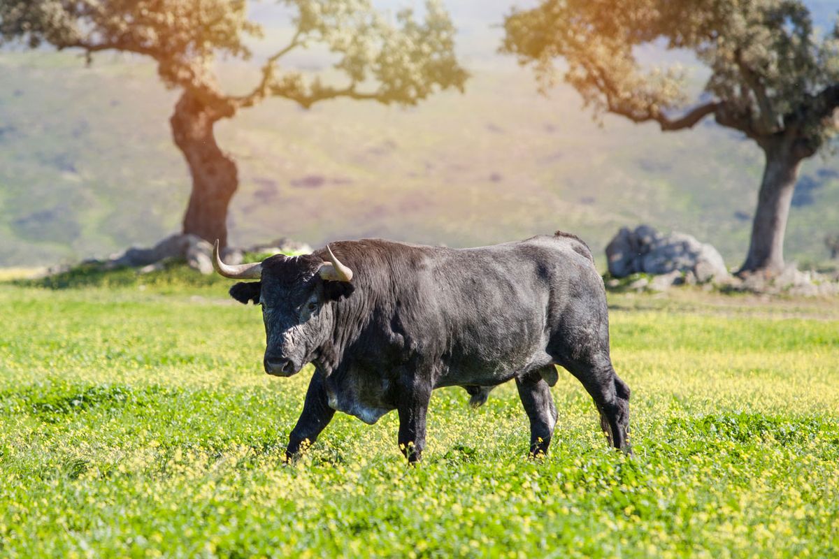 animales que dan buena suerte toro