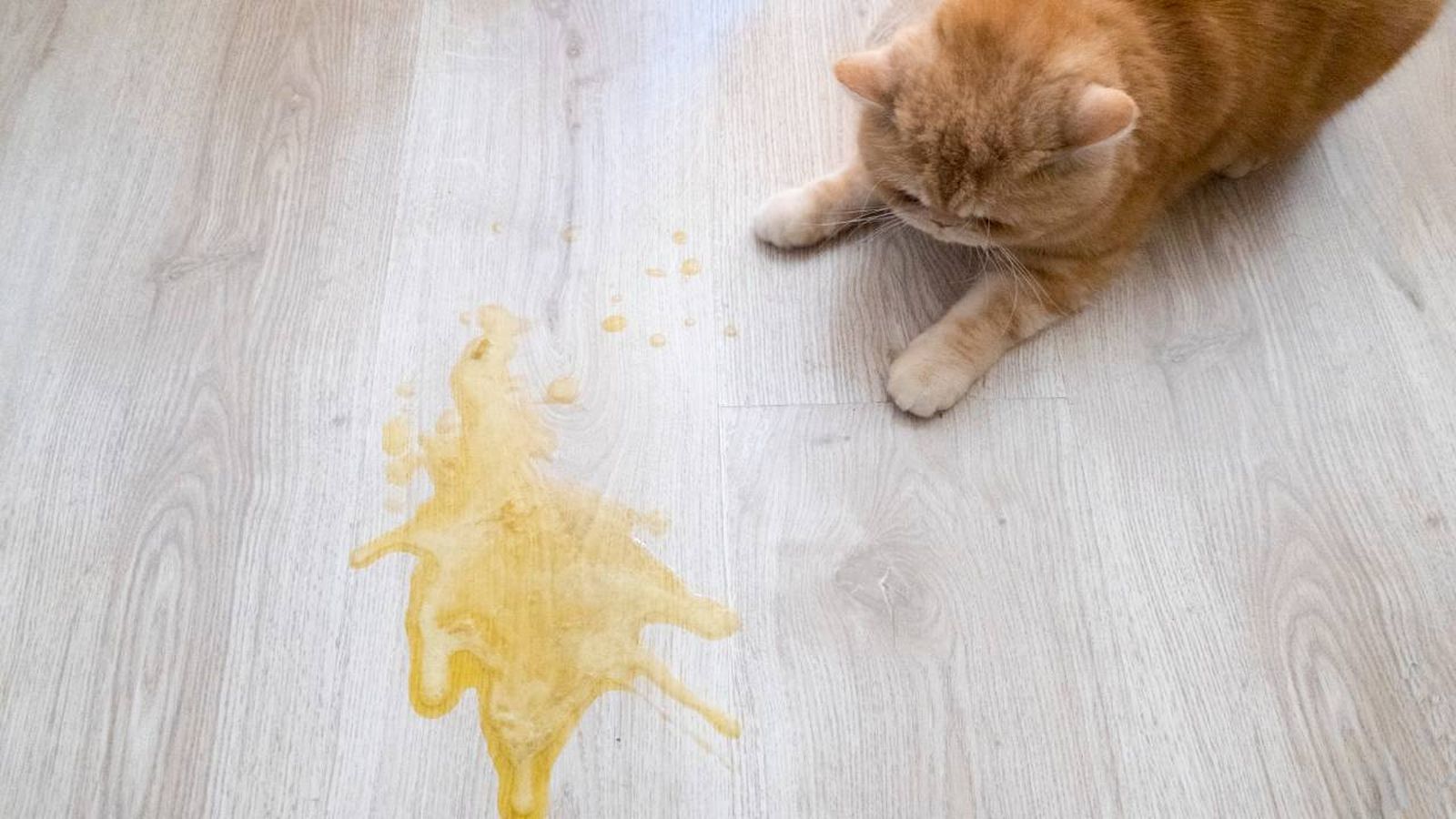 por que vomitan los gatos