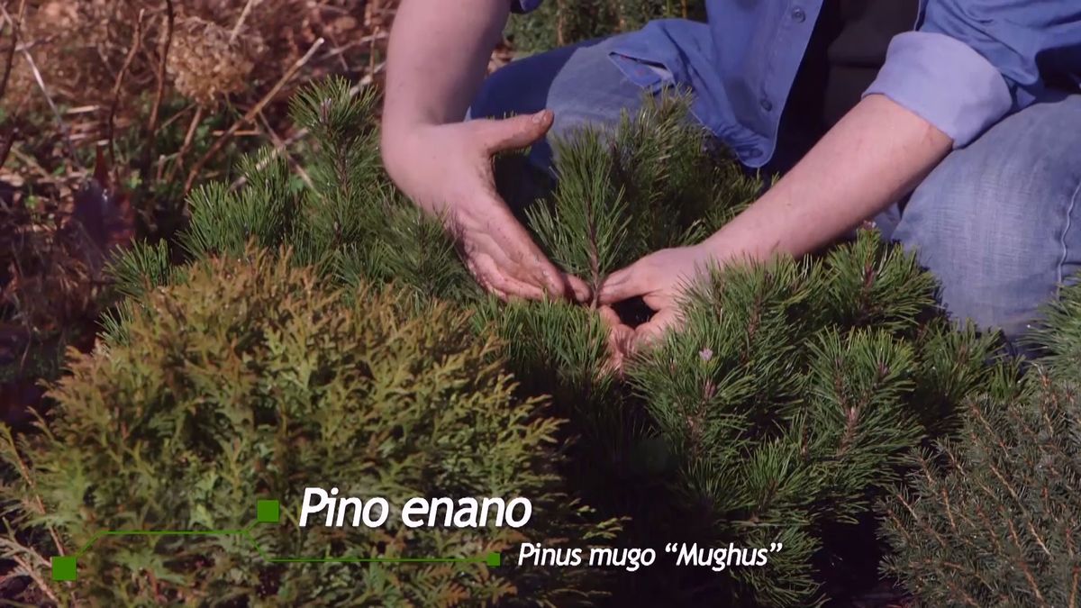 brico 939 3 coniferas forma esferica pinus mugo mughus